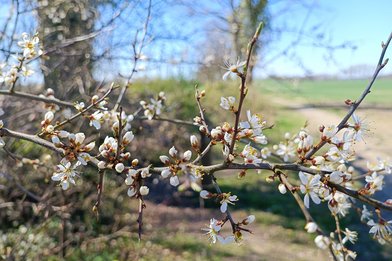 Zweig Blüten Frühling
