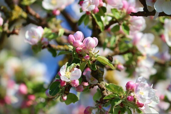 Apfelblüte Apfelbaum Apfelzweig - Copyright: Pixabay - Manfred Richter