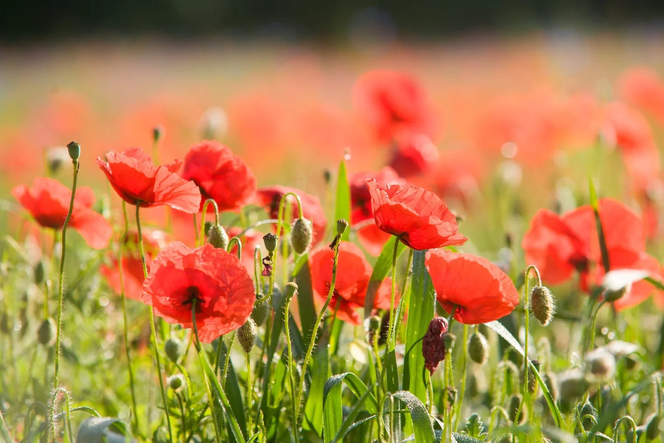 Sommerwiese Mohn