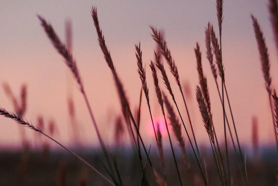 Dämmerung Sonnenuntergang Gräser - Copyright: Pixabay