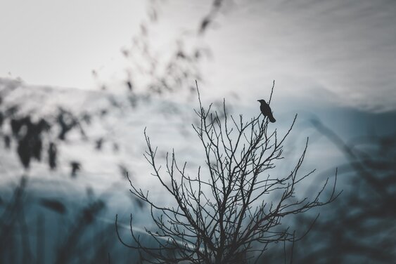 Rabe, Vogel, Geäst - Copyright: Pixabay