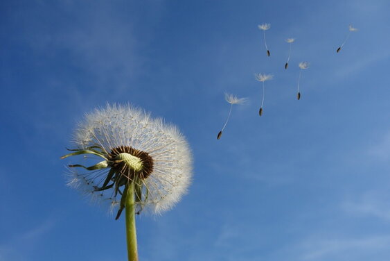 Pusteblume Löwenzahn - Copyright: Michael Schwarzenberger