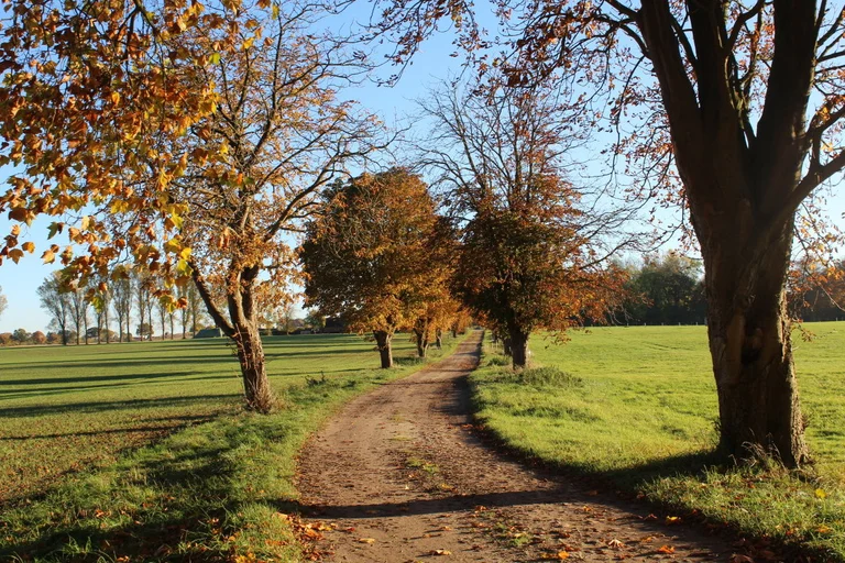 Kastanienallee Gut Basthorst Herbst Weg