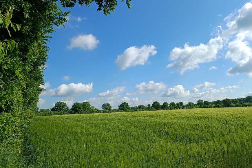 Getreidefeld - Copyright: Isabel Zernig