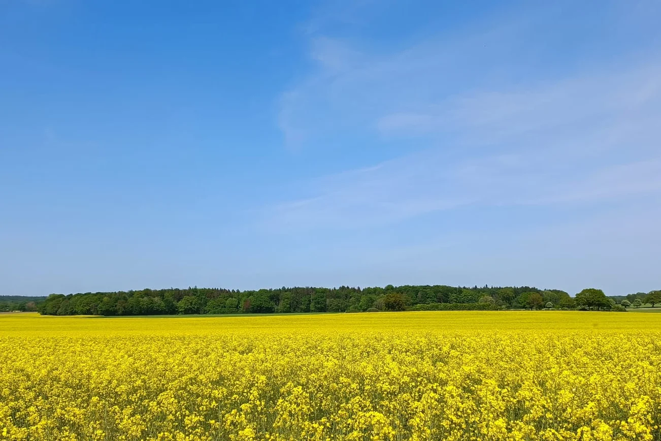 Raps Rapsfeld
