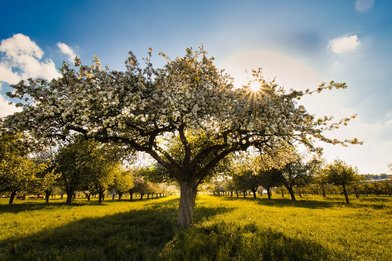 Apfelgarten Garten Apfelbaum - Copyright: monikas_wunderwelt (pixabay) - freie kommerzielle Nutzung