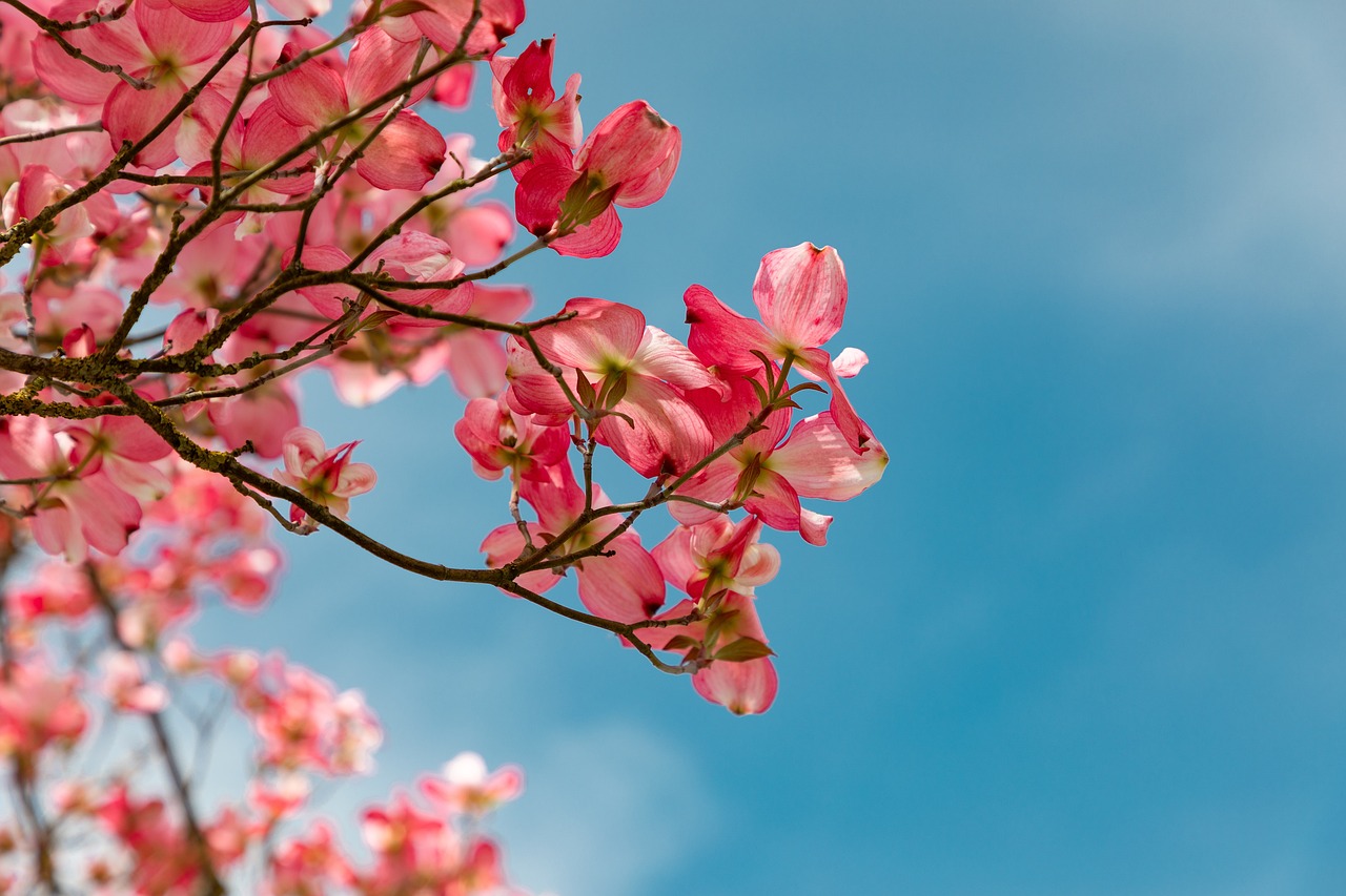 Frühling Zweig Blüten