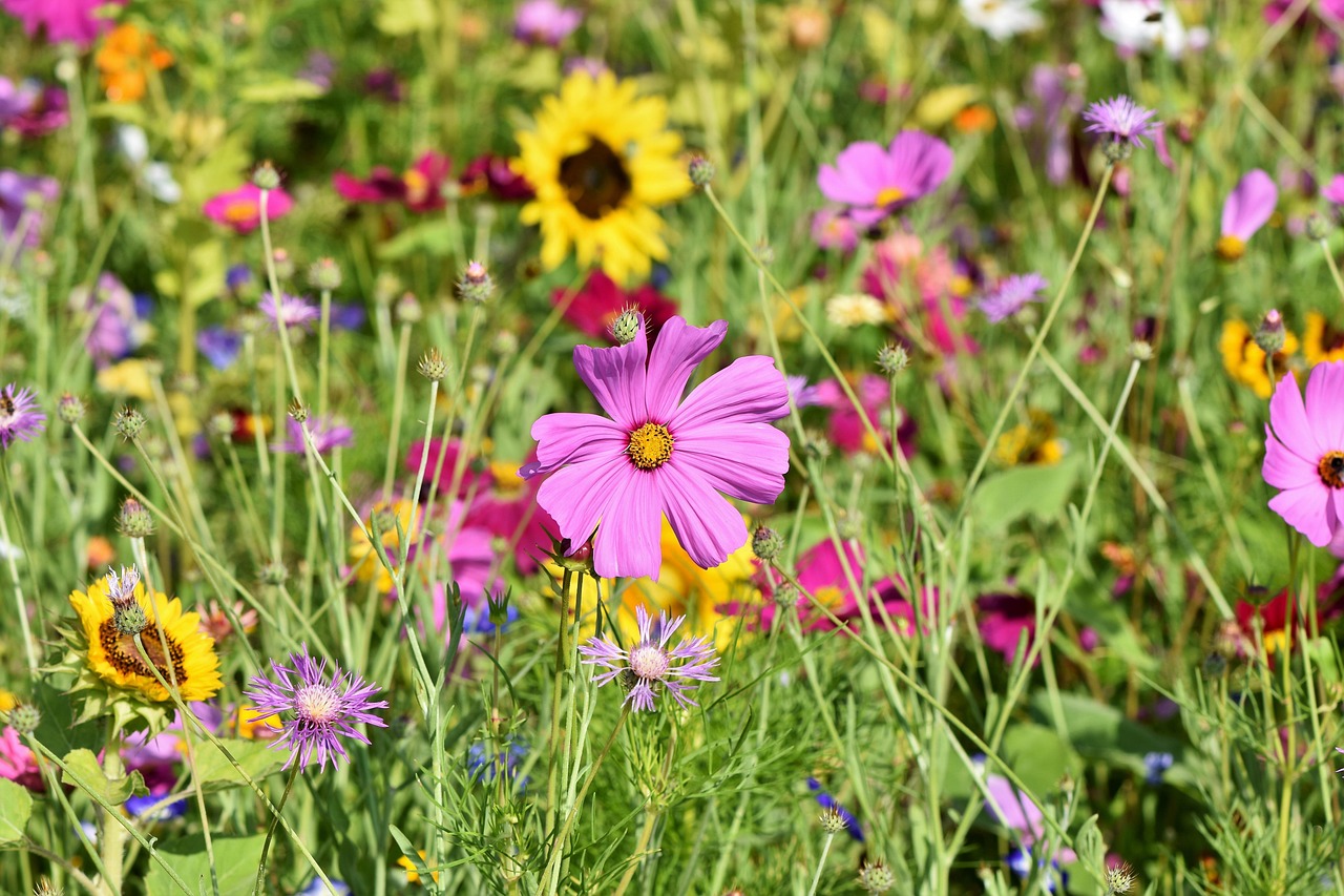 Blumenwiese Sommer