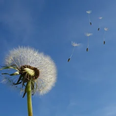 Pusteblume Löwenzahn