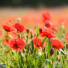 Sommerwiese Mohn