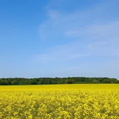Raps Rapsfeld