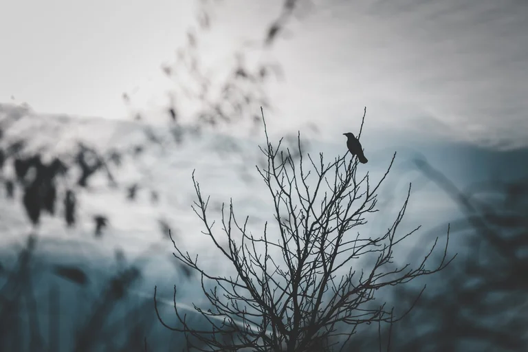 Rabe, Vogel, Geäst