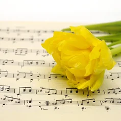 Tulpe leigt auf Notenblatt